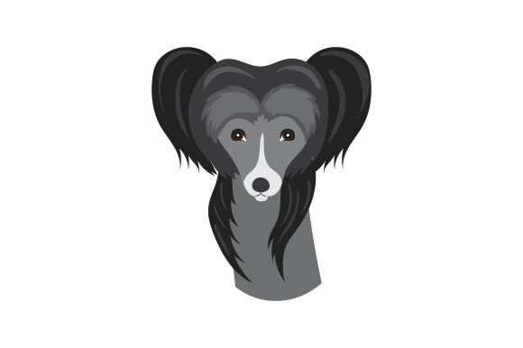 Black Chinese Crested Dog