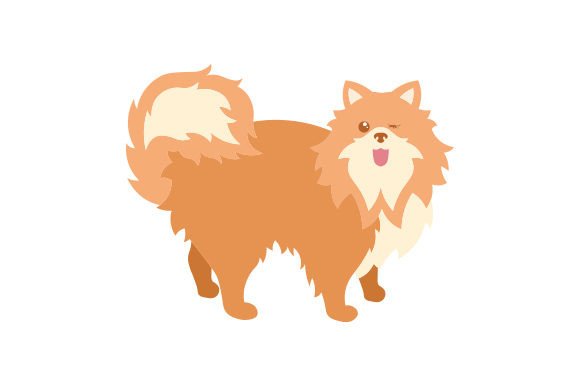 Disabled Pomeranian Dog