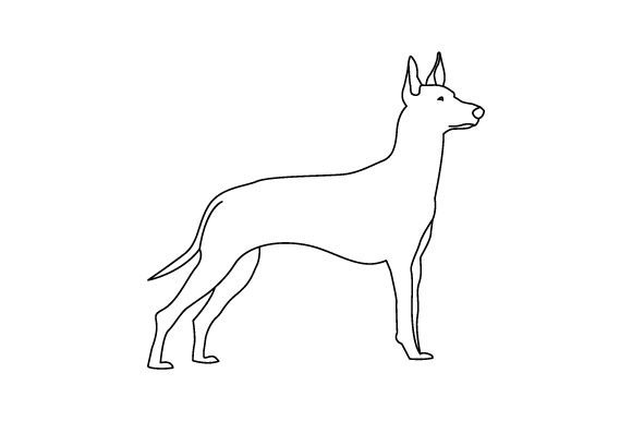 Pharaoh Hound Dog – Line Art: A Designer's Take
